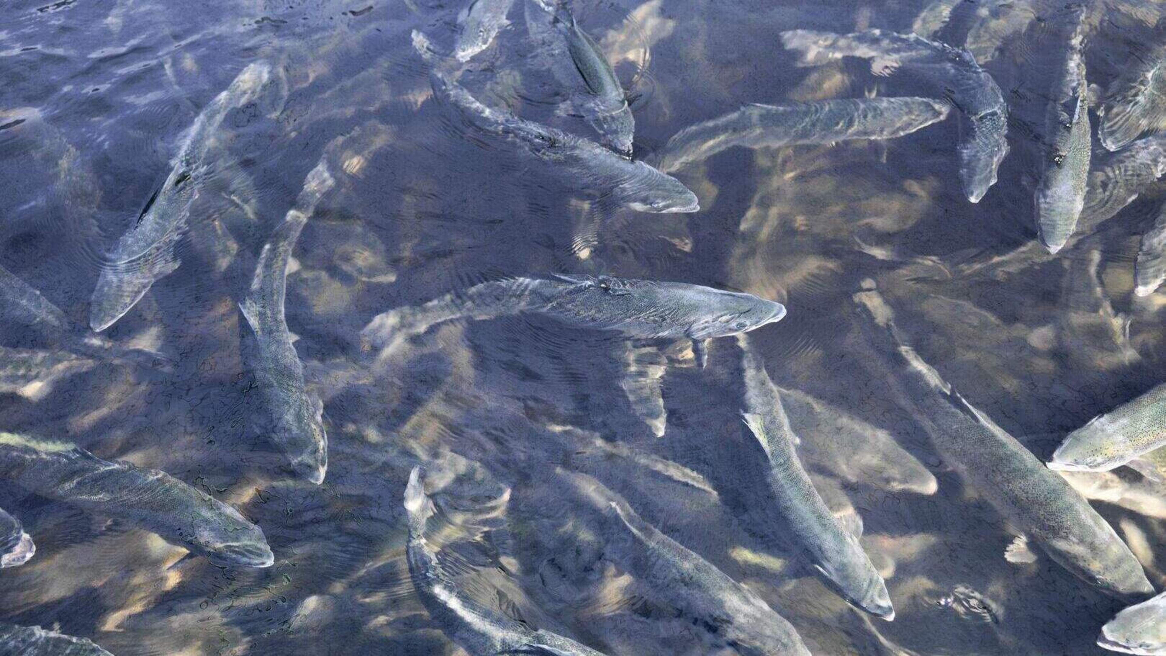 Files reveal Kerry fish farm continued to operate while licence was suspended
